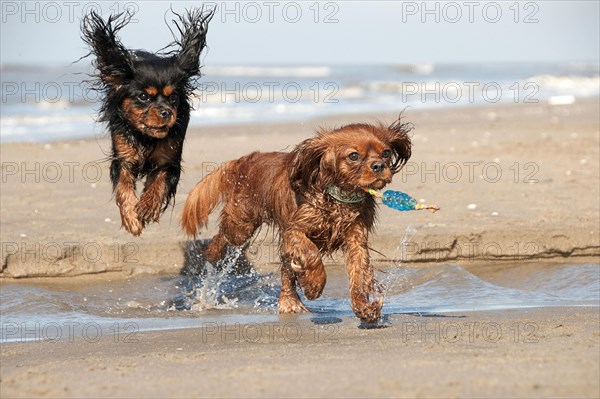 Cavalier King Charles Spaniel