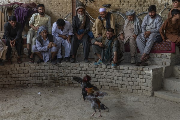 Traditional cockfight in Mazar-E-Sharif
