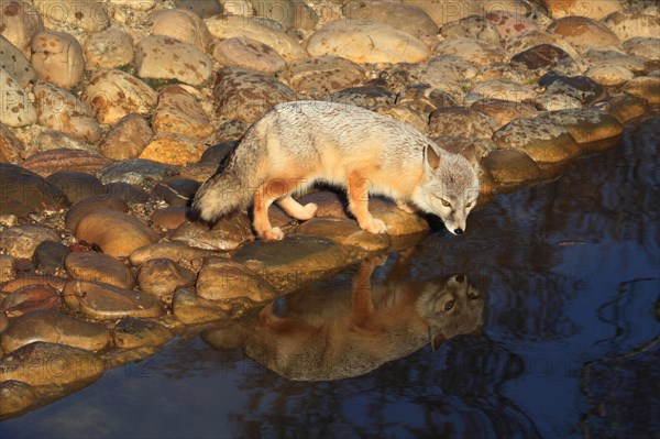 Corsican fox