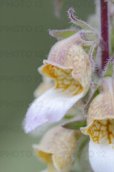 Woolly Foxglove