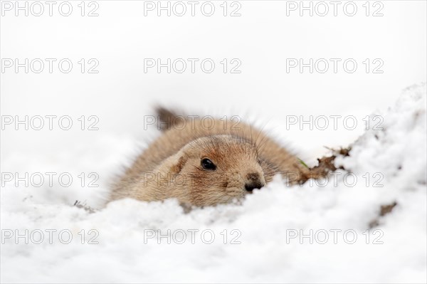 Black-tailed Prairie Dog