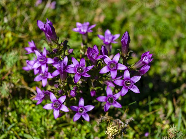 Chiltern gentian - Photo12-imageBROKER-Herbert Berger