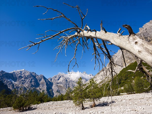 Dead tree in Wimbachgries