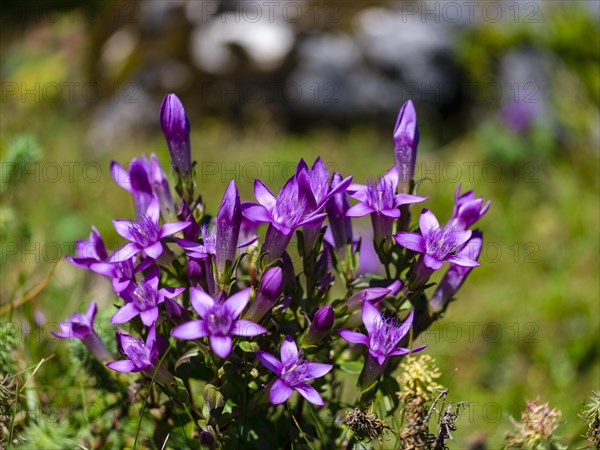 Chiltern gentian