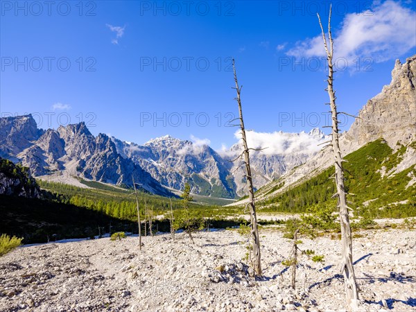 Dead trees in Wimbachgries