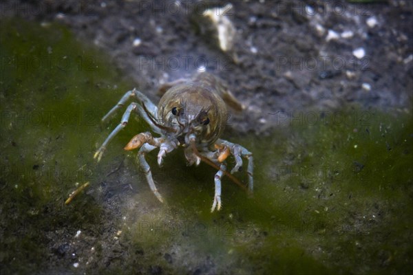 European crayfish