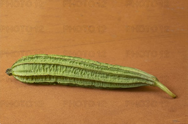 Ridge gourd also called sponge gourd