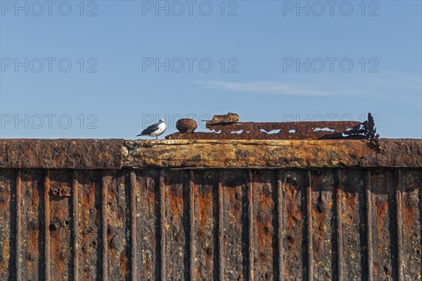 Seagull on a rusty quay wall