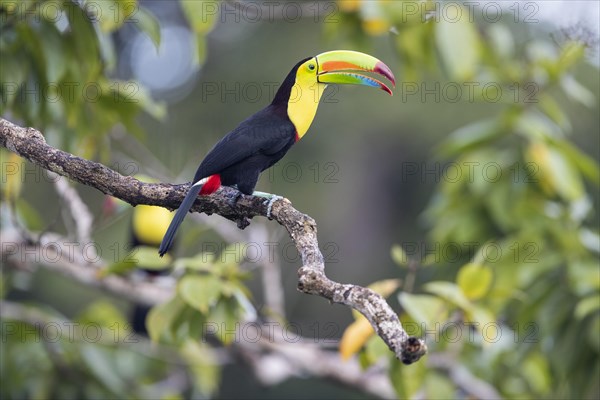 Fishing toucan also called Keel billed Toucan