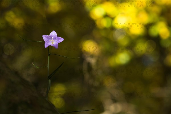 Harebell