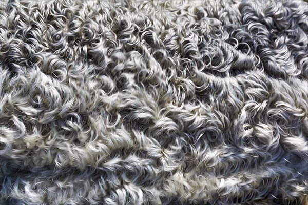 Silver-grey curly lambskin