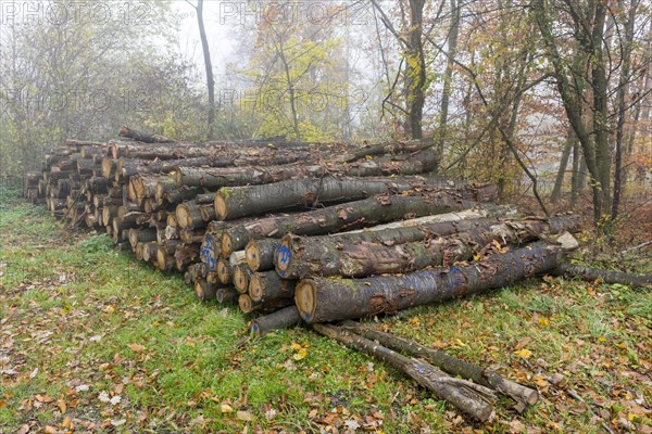 Wood pile