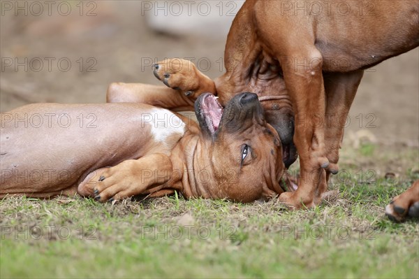 Rhodesian Ridgeback