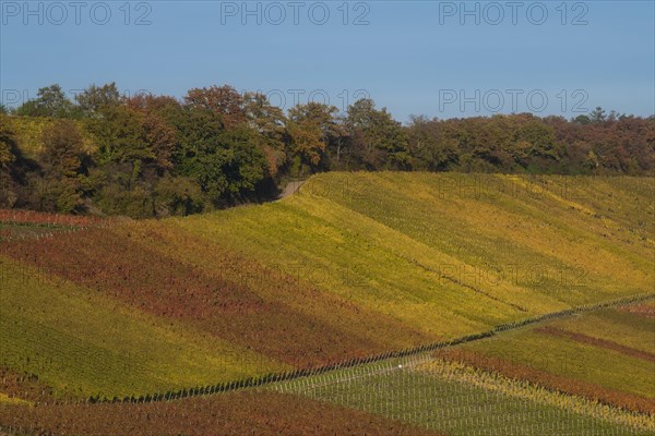 Autumn-coloured vineyards