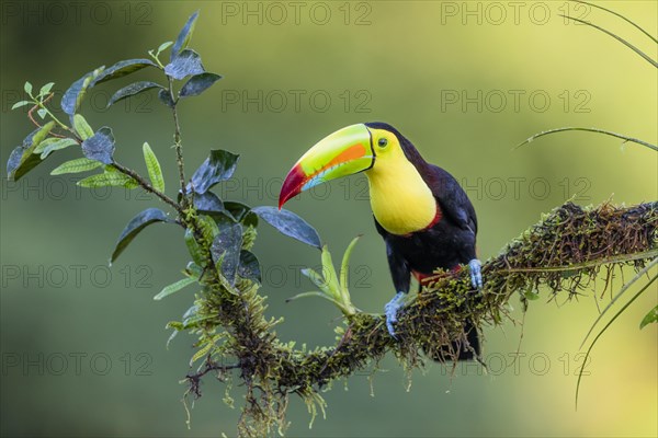 Fishing toucan also called Keel billed Toucan