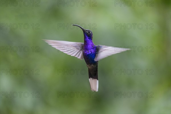 Violet Sabrewing