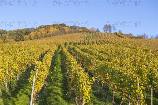 Vineyards in autumn near Korb in the Rems Valley