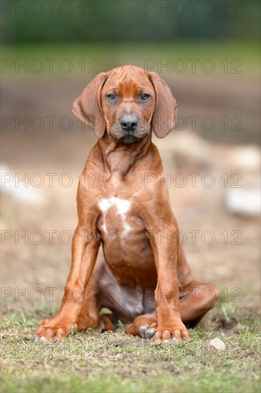 Rhodesian ridgeback domestic dog