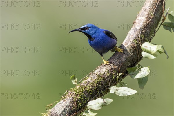 Shining honeycreeper