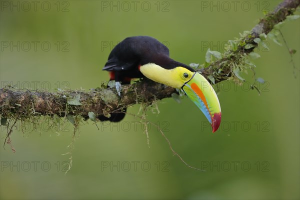 Fishing toucan also called Keel billed Toucan