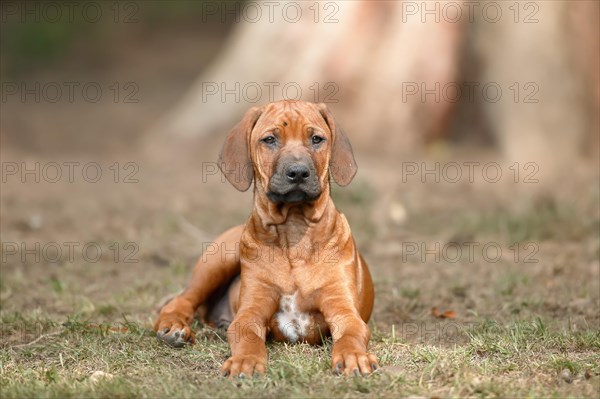 Rhodesian Ridgeback domestic dog