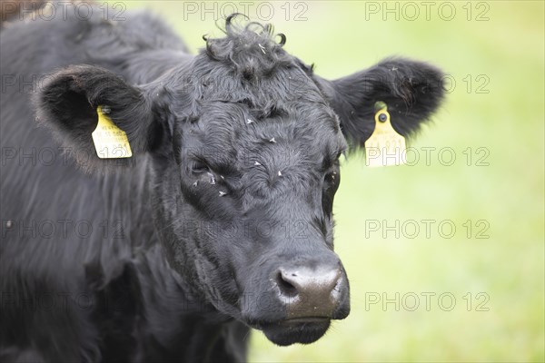 Aberdeen Angus cattle