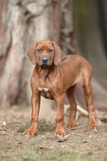 Rhodesian Ridgeback domestic dog