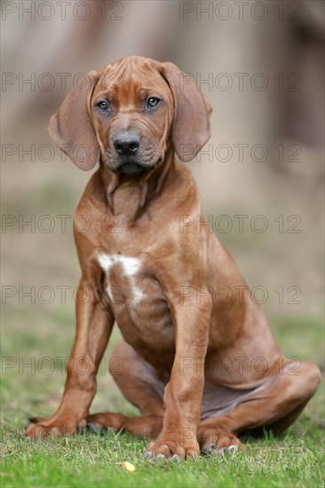 Rhodesian ridgeback domestic dog