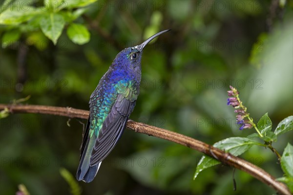 Violet Sabrewing