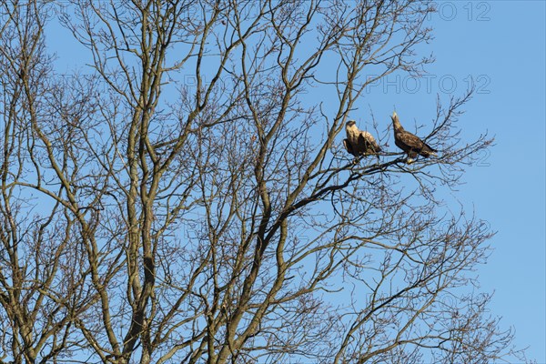 White-tailed eagle