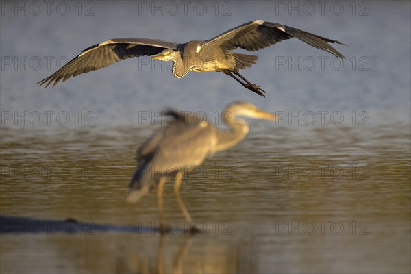 Grey heron