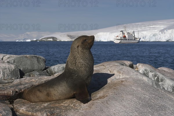 Antarctic fur seal