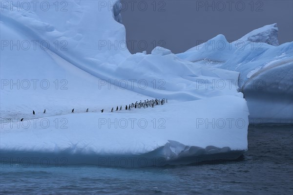 Chinstrap Penguin