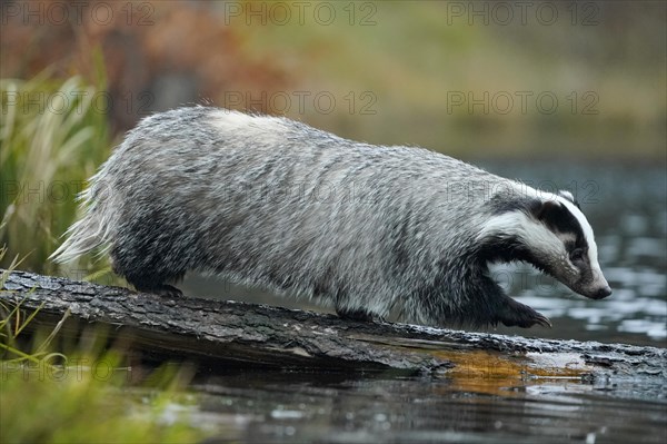 European badger - Photo12-imageBROKER-Ronald Wittek