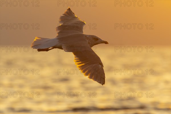 White-tailed eagle