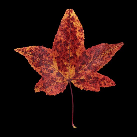 American sweetgum