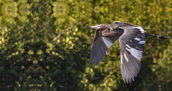 Seagull flying on the sky blue with outstretched wings