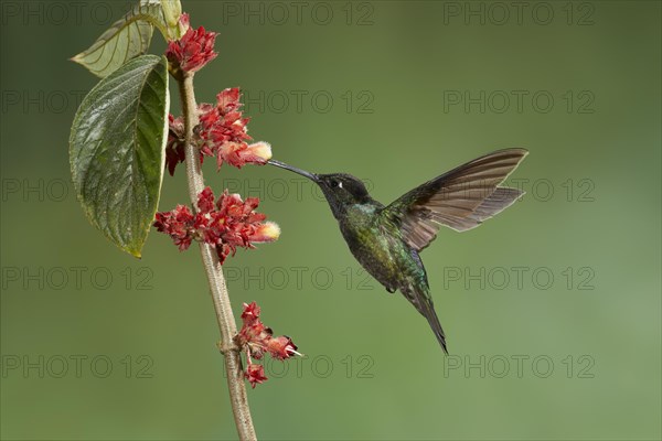 Violet-crowned Hummingbird