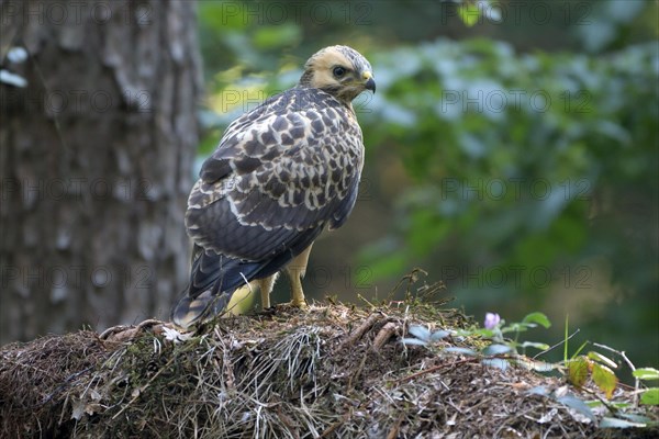 Steppe buzzard - Photo12-imageBROKER-Christof Wermter