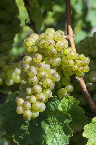 Grapes