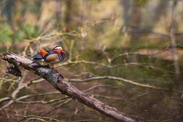 mandarin-ducks-photo12-imagebroker-alexander-von-dueren