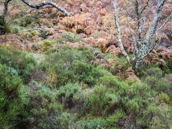 Forest at Loch Maree