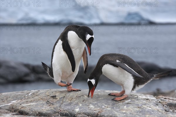 Gentoo penguins