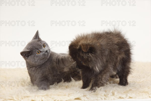 British Shorthair and Small Spitz