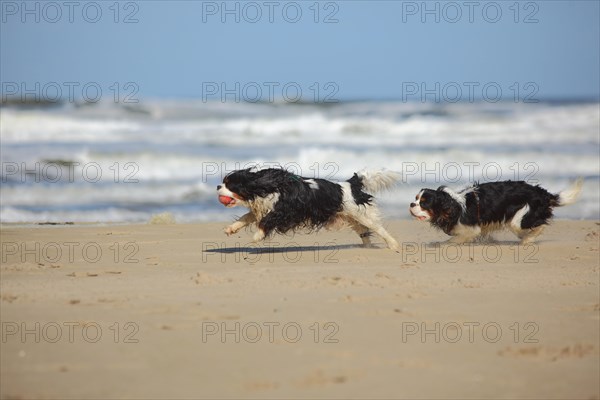 Cavalier King Charles Spaniel