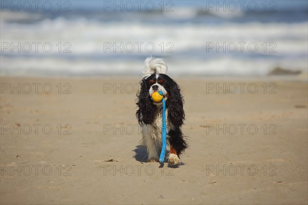 Cavalier King Charles Spaniel