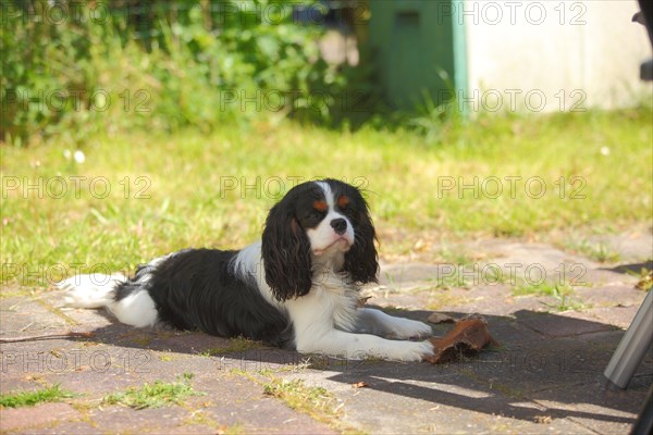 Cavalier King Charles Spaniel