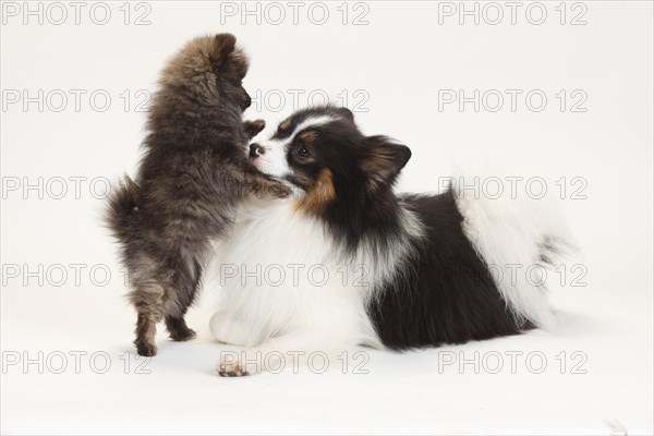 Mixed breed dog