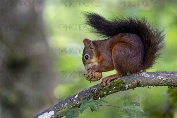 Eurasian red squirrel - Photo12-imageBROKER-Winfried Schaefer