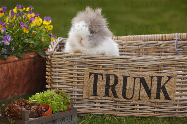 Teddy dwarf rabbit